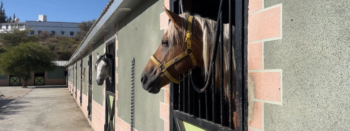 برنامج “إرث الخيل” 